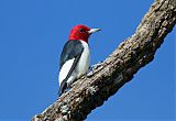 Red-headed Woodpecker